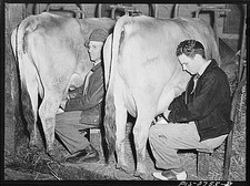 Photo:Ames Iowa Gene Milking Cows 1900s College Shirt and Shoes picture