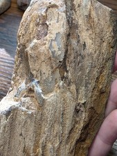 Agatized Petrified Wood From Washington State Creek picture