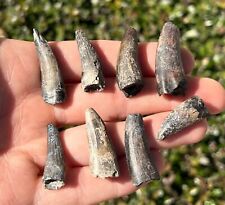 Suchomimus Dinosaur Teeth LOT OF 8 Fossils from Niger Spinosaurus Relative picture