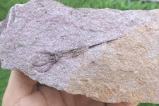 Eocrinoid (Ascocystites) From Morocco - Ordovician picture