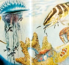 1958 Fish Jellyfish Sea Life Luminous Bacteria Life Magazine Centerfold HM2Y picture
