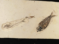 TWO Different Species Mioplosus and Knightia FISH Fossils From Wyoming 1484gr picture