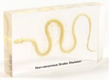 Snake Skeleton Specimen Resin Paperweight Bone Taxidermy for Science Education picture