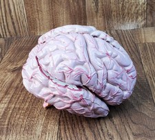 Human Brain Anatomical Teaching Model Life Size Medical Science 4 Sections picture