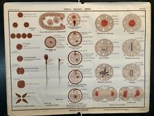 Vintage Jurica BiologySeries JZS 16 Meiosis & Mitosis picture