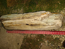 Large Petrified Wood Log Fossil Specimen Natural Display Piece, Approx 29 in picture