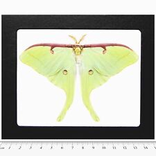 Actias luna RESTING POSE REAL FRAMED GREEN NORTH AMERICAN LUNESTA MOTH picture