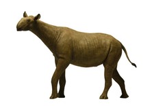 Paraceratherium Indricotherium Prehistoric Mammal Model Figure Toy Eofauna picture