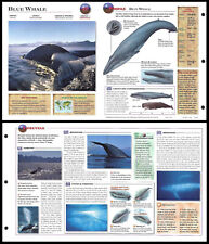 Fold-Out Sheet - Blue Whale - 47 picture