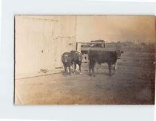 Postcard Cows on a Cattle Fence Farm picture
