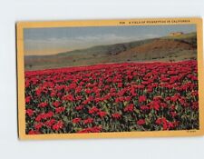 Postcard A Field of Poinsettias in California USA picture