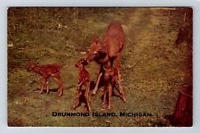Drummond Island MI-Michigan, Deer Triplets, General Greetings, Vintage Postcard picture
