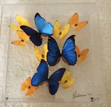 Vintage Rare Butterfly Plexiglass  Exotic  Butterflies Signed By Julienne 1998 picture