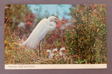 Vintage Postcard-AMERICAN EGRET AND YOUNG-Everglades Natl Park-Florida picture