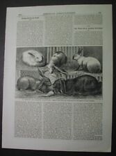 1879 - RABBITS: raising Lop-Ear Madagascar, Angora, Himalayas; engraving & text  picture