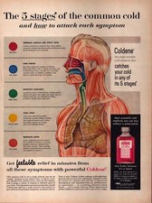 1958 Coldene Liquid Cold Medicine Print Ad - The 5 Stages of the Common Cold picture
