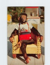 Postcard Chimpanzee Waiting For A Kiss at Monkey Jungle Miami Florida USA picture