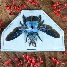 One  Blue Carpenter Bee X. Caerulea Specimen Taxidermy Oddity Curiosity craft picture