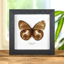 Taxidermy Urania Owl Butterfly in Box Frame (Taenaris urania) picture