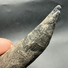 SPERM CETACEAN TOOTH FOSSIL 3.93” MARINE MAMMAL BONE TOOTH picture