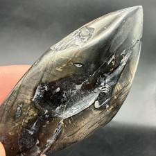 Sperm Cetacean Tooth Fossil 3.37” Polished Marine Predator Tooth picture