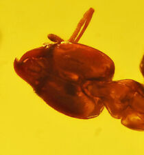 Detailed Aculeata, Formicidae (Ant), Fossil Inclusion in Dominican Amber picture