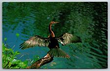 Vintage Postcard FL Everglades National Park Anhinga Bird Chrome ~13240 picture