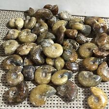 1000g Natural Ammonite Fossil Conch Crystal Specimen Healing 100pc-120pc picture