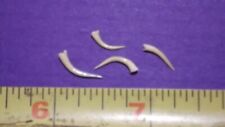 4 Venomous SNAKE FANGS, Taxidermy Collectible Reptile Venom *FREE SHIPPING* #02 picture