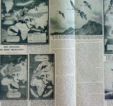 1952 Mystery Of Bird Migration Swans Terns UK Sphere Magazine Centerfold DWBB10 picture