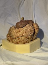 Pharmaceutical Promotional Ceramic Brain Model – Unmarked Anatomical Display picture