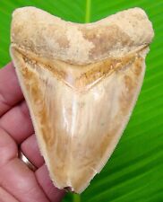 MEGALODON SHARK TOOTH - 4 & 1/16 in.  COLORFUL  - SHARKS TEETH  picture