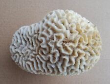 Large Natural White Brain Coral ~1250g - Aquarium Fish picture