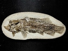 fossil fish ，perleidus,  Jurong China picture