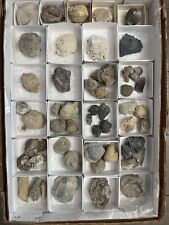 over 50 fossil flat super awesome fossil rocks lavic jasper agate shells fugulri picture