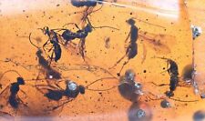 Large swarm of Hymenoptera (Wasps), Fossil Inclusion in Burmese Amber picture