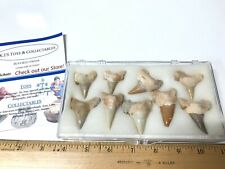 9 NICE Otodus Shark Tooth Fossil Shark Teeth Tooth Approx Age 54 Million Year  picture