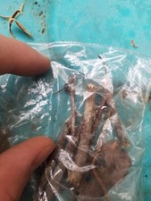Zombie ant specimens 5-10 good quality ants Local pickup only Make an offer picture