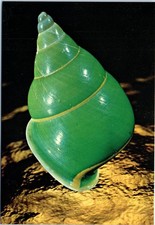 The Green Tree Snail lives only on Manus Island, North of New Guinea Postcard picture