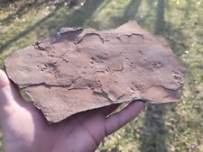 Triassic Pre Dinosaur Feet Tracks And Tail Slide Fossil Plate Spanish Fork Utah picture