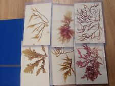 Original 1900s Postcards with Dehydrated Seaweeds from Patagonia Coast Argentina picture