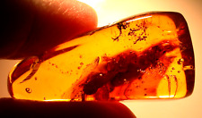2 GIANT Extinct Mastotermes Termites in Dominican Amber Fossil Gemstone picture