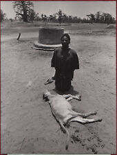 1973 Pressens Bild AB Photo Sweden West Africa Senegal Drought Dead Calf picture