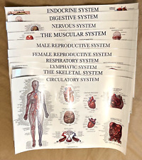 🔥 10 POSTERS: MUSCULAR, SKELETAL, DIGESTIVE, CIRCULATORY, LYMPHATIC, NERVOUS... picture