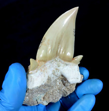 Special 3.14 IN Huge shark Otodus obliquus tooth in matrix  Megalodon  teeth picture
