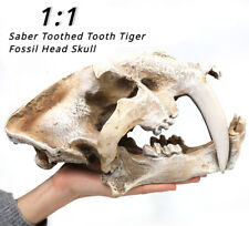 Saber Toothed Tooth Tiger Fossil Head Skull Prehistoric Figure Statue Replica US picture