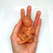14 Weeks Baby Fetus, Stage of Fetal Development (Memorial/Miscarriage/Keepsake) picture