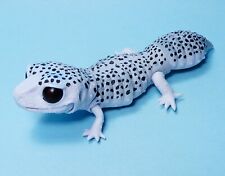 Bandai The Diversity of Life on Earth Leopard gecko Galaxy US seller figure new picture