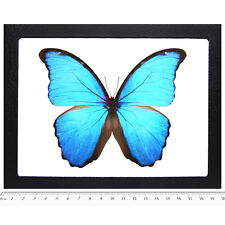 Morpho didius REAL FRAMED BUTTERFLY BLUE PERU picture