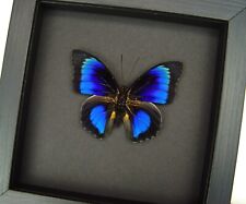 Rare Electric Blue Hybrid Butterfly Agrias x Prepona Framed Moonlight Display picture